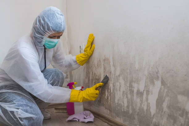 Mold Documentation for Insurance Claims in Norwich, NY